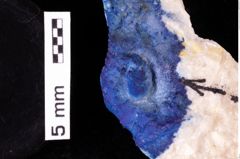 Foto (Detailansicht) von Glaessneropsis heraldica (Moericke, 1897) (NHMW-GEO-1990-0041-0277)